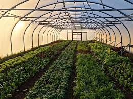 Oakfield Eco Farm
